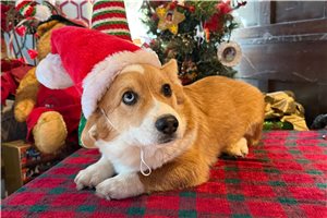 Patrick - Corgi, Pembroke Welsh for sale