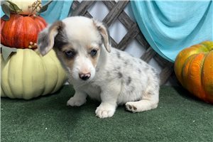 Paisley - Corgi, Pembroke Welsh for sale