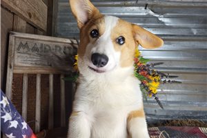 Rhodes - Corgi, Pembroke Welsh for sale