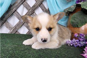 Liam - Corgi, Pembroke Welsh for sale