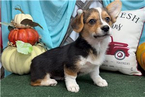 Piper - puppy for sale