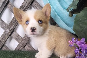 Ruby - Corgi, Pembroke Welsh for sale