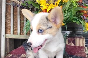 Sylvia - Corgi, Pembroke Welsh for sale
