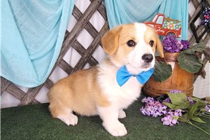 Brian - Corgi, Pembroke Welsh for sale