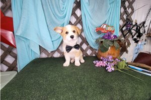 Rhodes - Corgi, Pembroke Welsh for sale