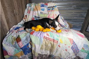 Sophia - Pembroke Welsh Corgi for sale