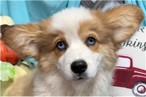 Palmer - puppy for sale