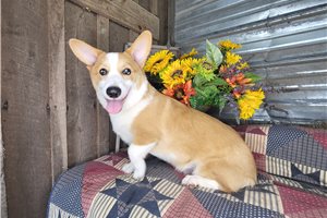 Rhodes - Corgi, Pembroke Welsh for sale