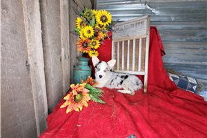Starla - Corgi, Pembroke Welsh for sale