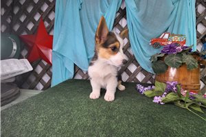 Daphne - Corgi, Pembroke Welsh for sale