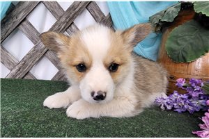 Daniel - Pembroke Welsh Corgi for sale