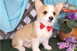 Liam - Corgi, Pembroke Welsh for sale