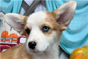 Presley - puppy for sale