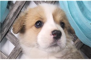 Brian - Corgi, Pembroke Welsh for sale