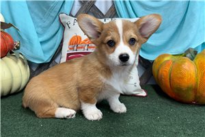 Phoenix - puppy for sale