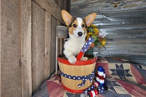 Daphne - Corgi, Pembroke Welsh for sale