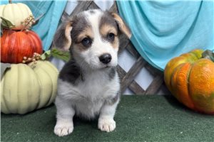 Phoebe - Corgi, Pembroke Welsh for sale