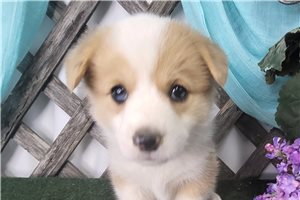 Rhodes - Corgi, Pembroke Welsh for sale