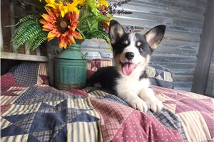 Sienna - puppy for sale