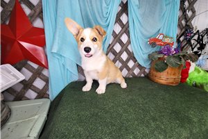 Rhodes - Corgi, Pembroke Welsh for sale