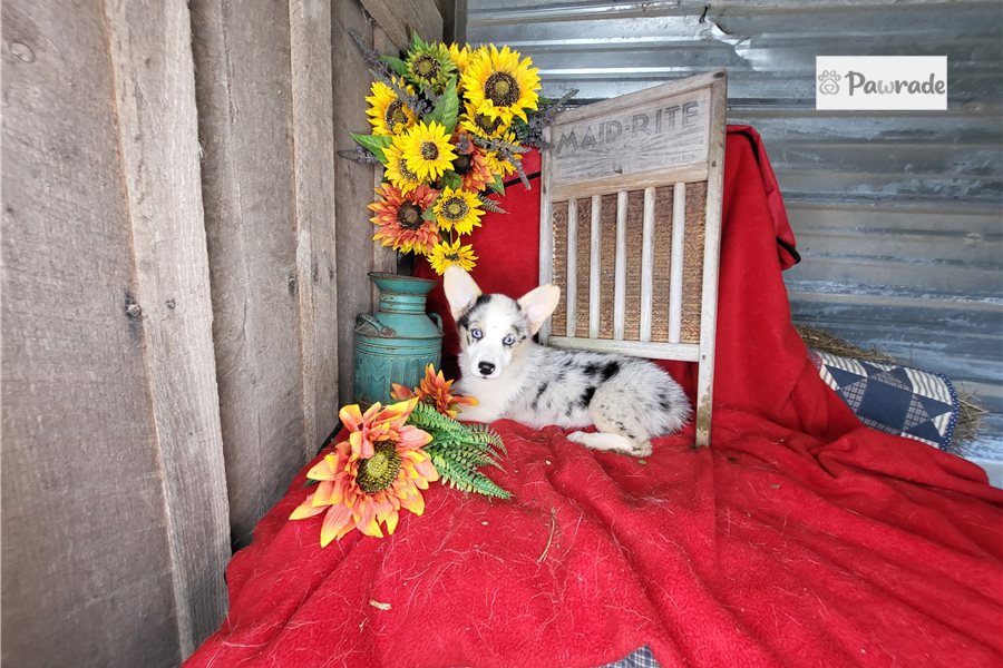 Starla - Pembroke Welsh Corgi for sale