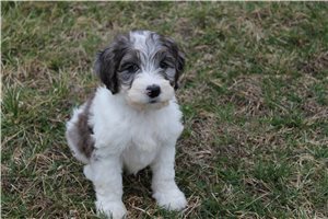 Poppy - puppy for sale