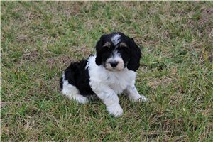 Pauly - Springerdoodle for sale