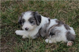 Pippa - puppy for sale