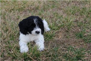 Patricia - puppy for sale