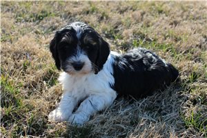 Pauly - Springerdoodle for sale