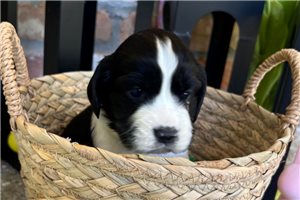 Andy - English Springer Spaniel for sale