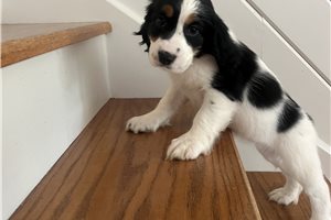 Gigi - puppy for sale