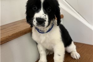 Andy - puppy for sale