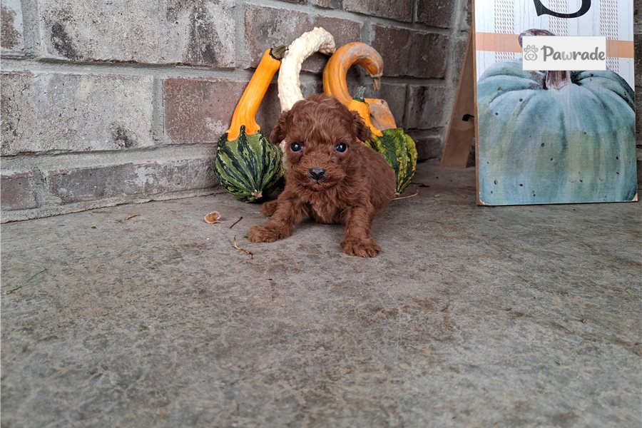 Elijah - Miniature Poodle for sale