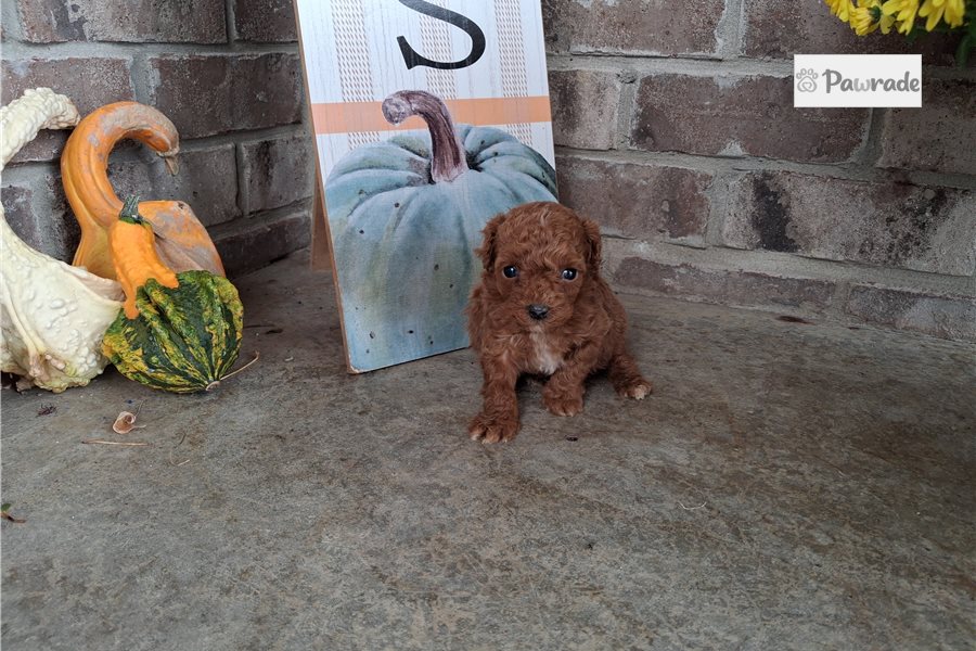 Edison - Miniature Poodle for sale
