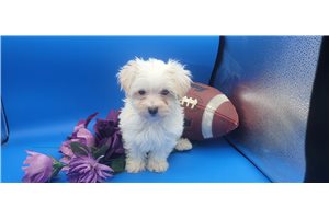 Keith - Malti Poo - Maltipoo for sale