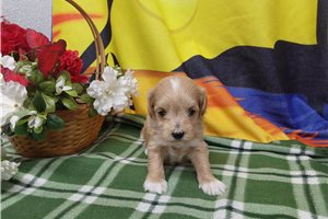 Maddie - puppy for sale