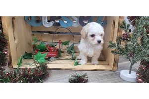 Kora - Malti Poo - Maltipoo for sale