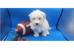 Kingston - puppy for sale