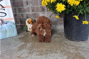 Brynlee - puppy for sale
