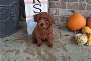 Douglas - Miniature Poodle for sale