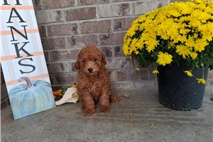 Blane - Miniature Poodle for sale