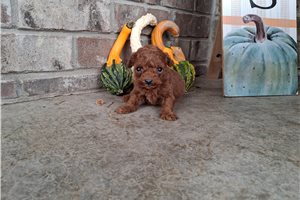 Elijah - puppy for sale