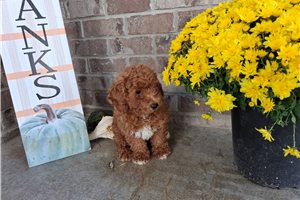 Bogart, a Miniature Poodle puppy