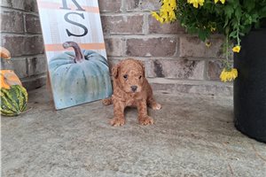 Enzo - puppy for sale