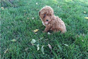 Brynlee - Miniature Poodle for sale