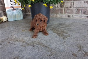 Dana - puppy for sale