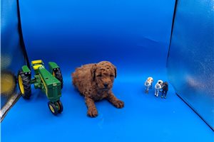 Blane - Poodle, Miniature for sale