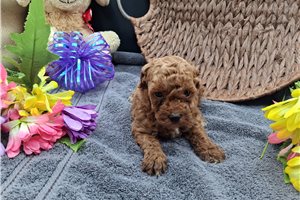 Brynlee - puppy for sale