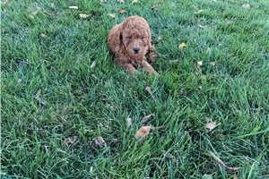 Blane - Miniature Poodle for sale